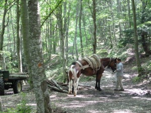 I didn't get a great shop of this work in progress. The pony kept getting in the way. Momma horse was hauling firewood out of the woods.