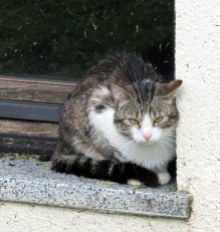 This little cat was giving me stink eye as we walked through the village.