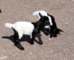 Baby goats, smaller than our cats. Could not have been more than a couple of weeks old.